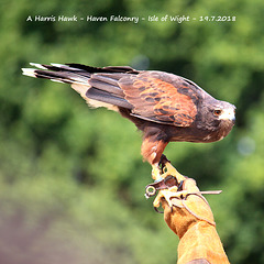 A Harris Hawk poised for take-off Haven Falconry IOW 19 7 2018