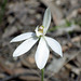 Caladenia carnea (All White Form)