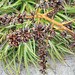 DSCN1346 - fruto do gravatá Dyckia encholirioides, Bromeliaceae