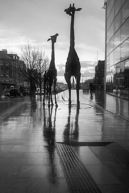 Giraffes in the Rain