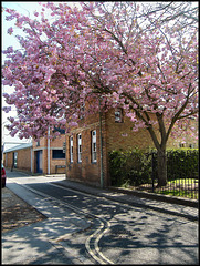 Jericho School cherry tree