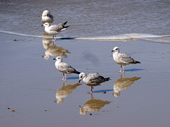 Young Gulls