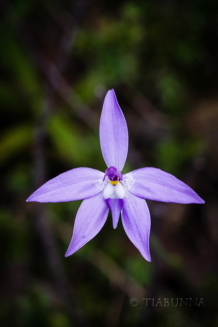 Wax-lip Orchid