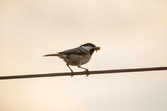 Coal Tit on the late shift