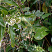 DSCN1349 - canema Solanum pseudoquina (ex-inaequale), Solanaceae