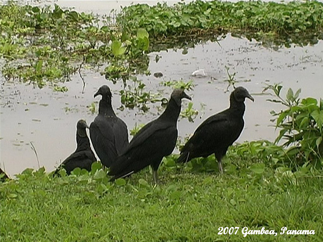 19 Black Vultures (Coragyps atratus)