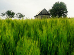 Zeleno žito (Green grain)