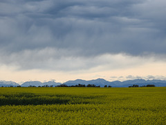 Storm over Canola