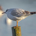 Young Black-headed Gull 01