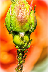 A Rose bud looking very alien