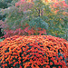 Fall Color Extravaganza