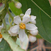DSCN1350a - canema Solanum pseudoquina (ex-inaequale), Solanaceae