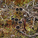 Bird's Nest fungi, Carburn Park