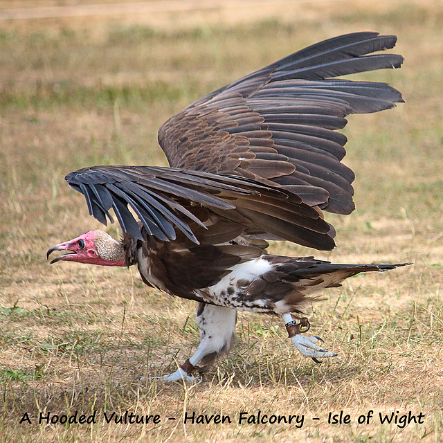 A Hooded Vulture running - Haven Falconry - IOW 19 7 2018