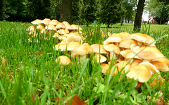 Many mushrooms together...