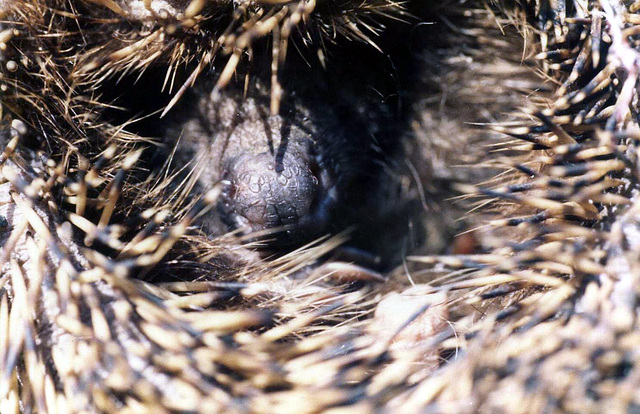 Ouriço cacheiro, 1981