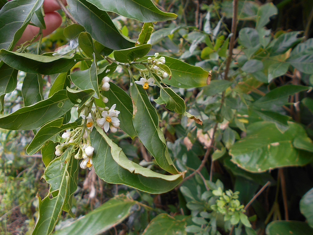 DSCN1351 - canema Solanum pseudoquina (ex-inaequale), Solanaceae