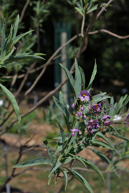 Solanum glaucophyllum (8)