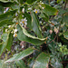 DSCN1352 - canema Solanum pseudoquina (ex-inaequale), Solanaceae