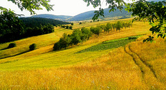 Fields in summer