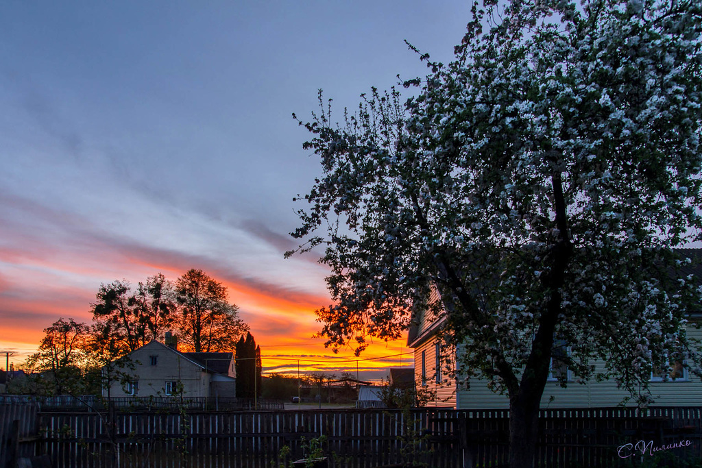 Blooming apple-tree in sunset light