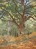 Detail of The Bodmer Oak, Fontainebleau Forest by Monet in the Metropolitan Museum of Art, July 2018
