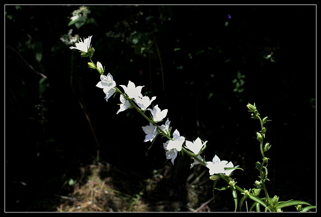 Campanula latiloba alba (2)