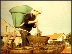 Vendange Samonac (Cotes du Bourg). October 1979