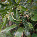 DSCN1353 - canema Solanum pseudoquina (ex-inaequale), Solanaceae