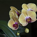 Gelbe Phaleanopsis-Blüten