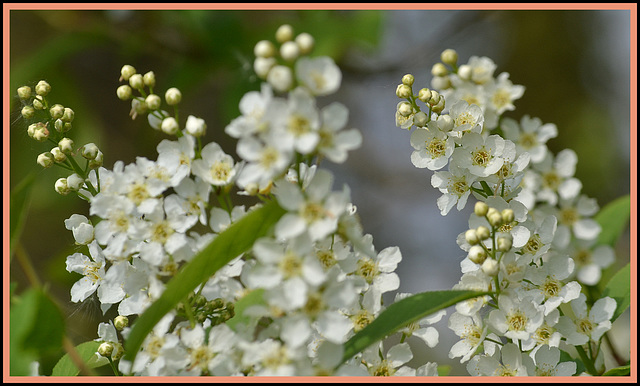 Beautyfull Flowers   (Prunus Padus -José Manuel)