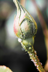 Bugged Rose bud