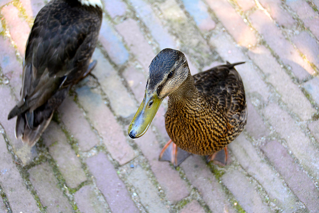 Zuiderzee Museum 2015 – Duck