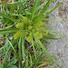 DSCN1354 - Cyperus hermaphroditus, Cyperaceae
