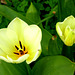 Tulipa acuminata...