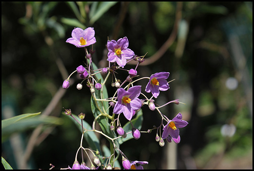 Solanum glaucophyllum (12) Solanum glaucophyllum (12)