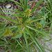 DSCN1355 - Cyperus hermaphroditus, Cyperaceae
