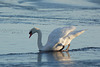 Swan Lake on Ice