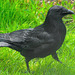 Carrion crow (Corvus corone).