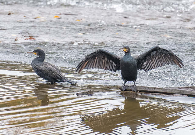 Cormorants on the weir, River Dee, Cheaster