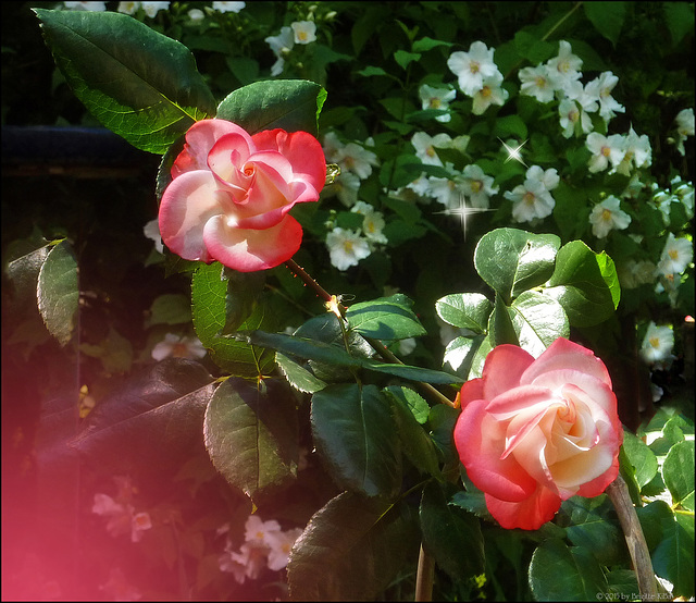 Meine wunderschöne Rose blüht wieder ♥