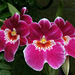 Orchid-Colored Orchids