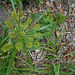 DSCN1356 - gafanhoto em Cyperus hermaphroditus, Cyperaceae