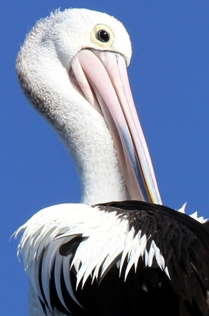 Pelican feathers
