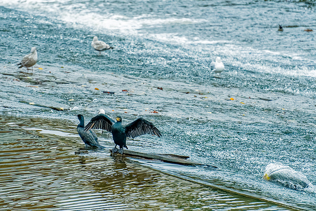 Cormorants on the weir, River Dee, Chester
