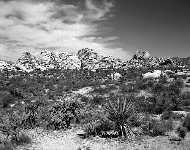 Desert Garden