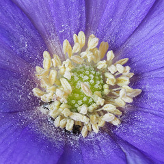 Anemone Blanda (blue-flowered) - Close Up
