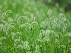 Foxtails in the rain