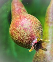 A developing Pear