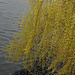 Weeping willows